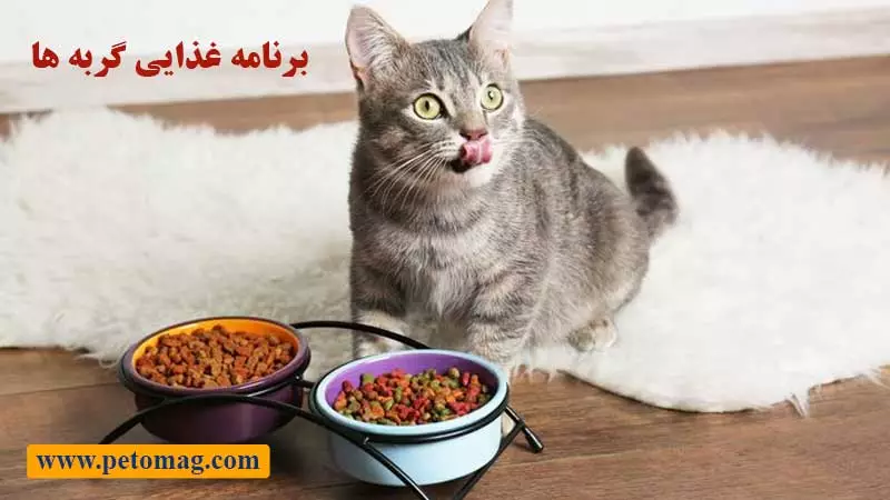 برنامه غذایی گربه